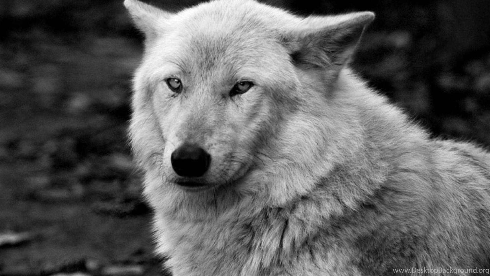  White  Wolf  Desktop Wallpapers  Top Free White  Wolf  