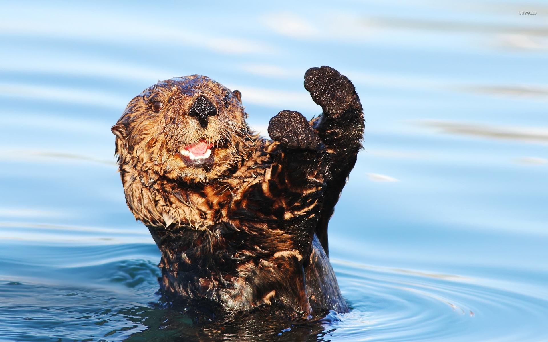 1920x1200 Otter wallpaper wallpaper
