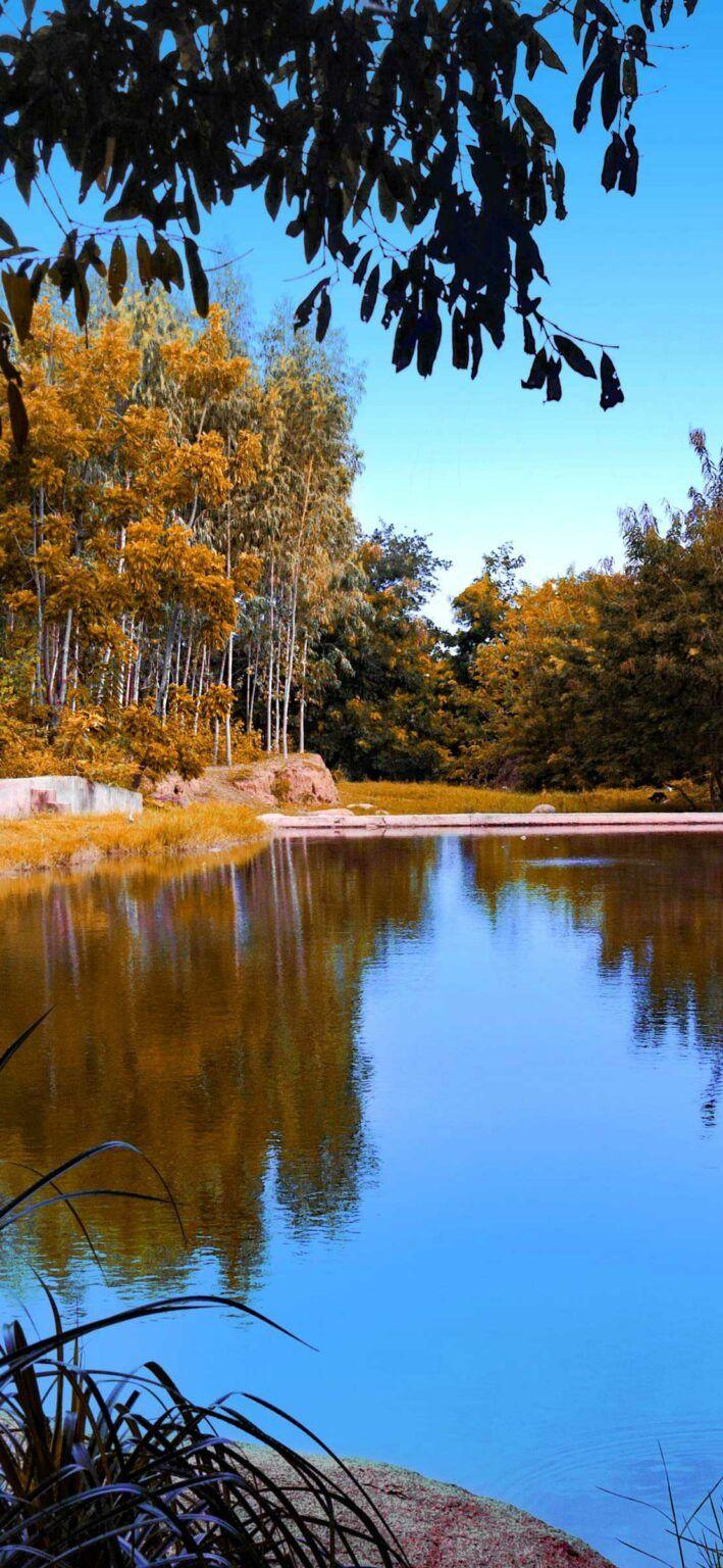 709x1536 Japanese Garden Wallpaper 4k