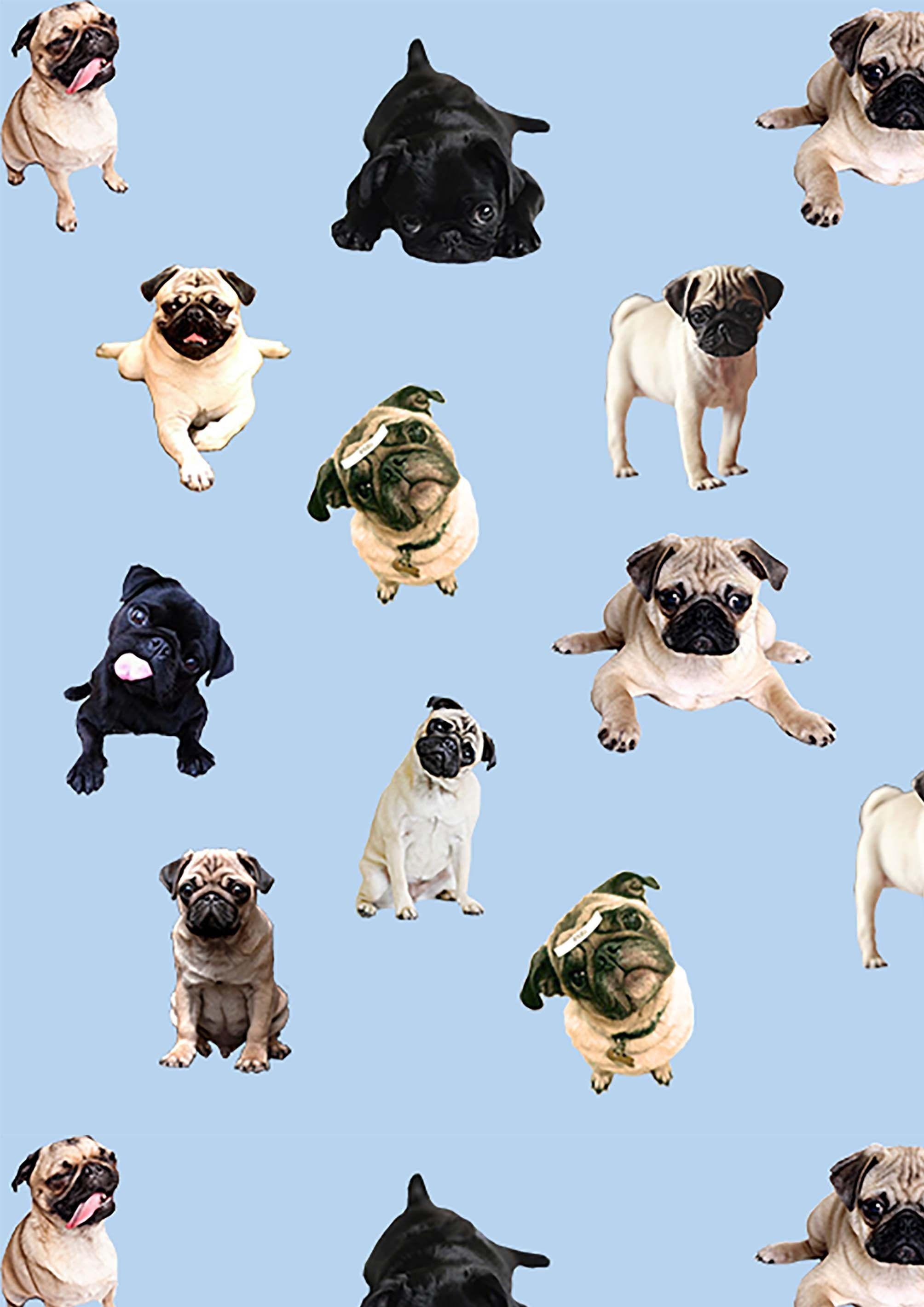 2008x2840 Hedwig Live Wallpaper Elegant Pug Wallpaper On Markinternationalfo