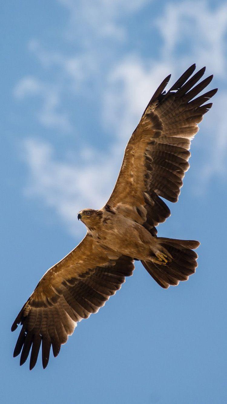 750x1334 Flying Eagle Wallpaper, Best Flying Eagle Wallpaper in High