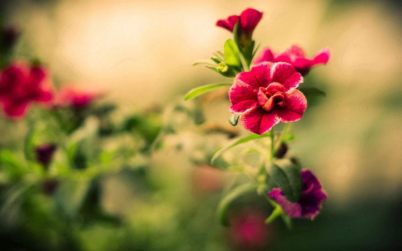 1280x800 Elegant Flowers wallpaperx800