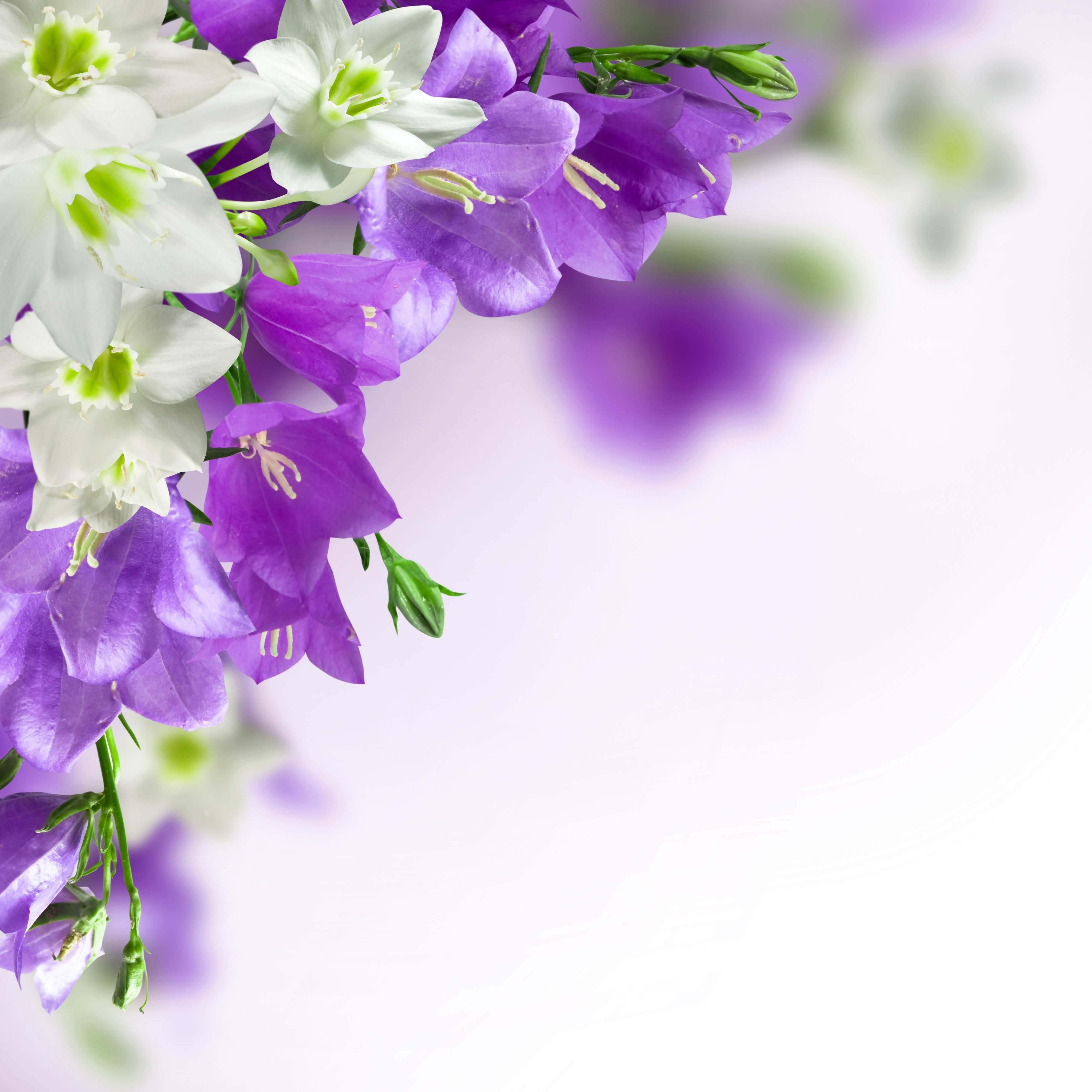 4000x4000 FREE Flower Background in PSD