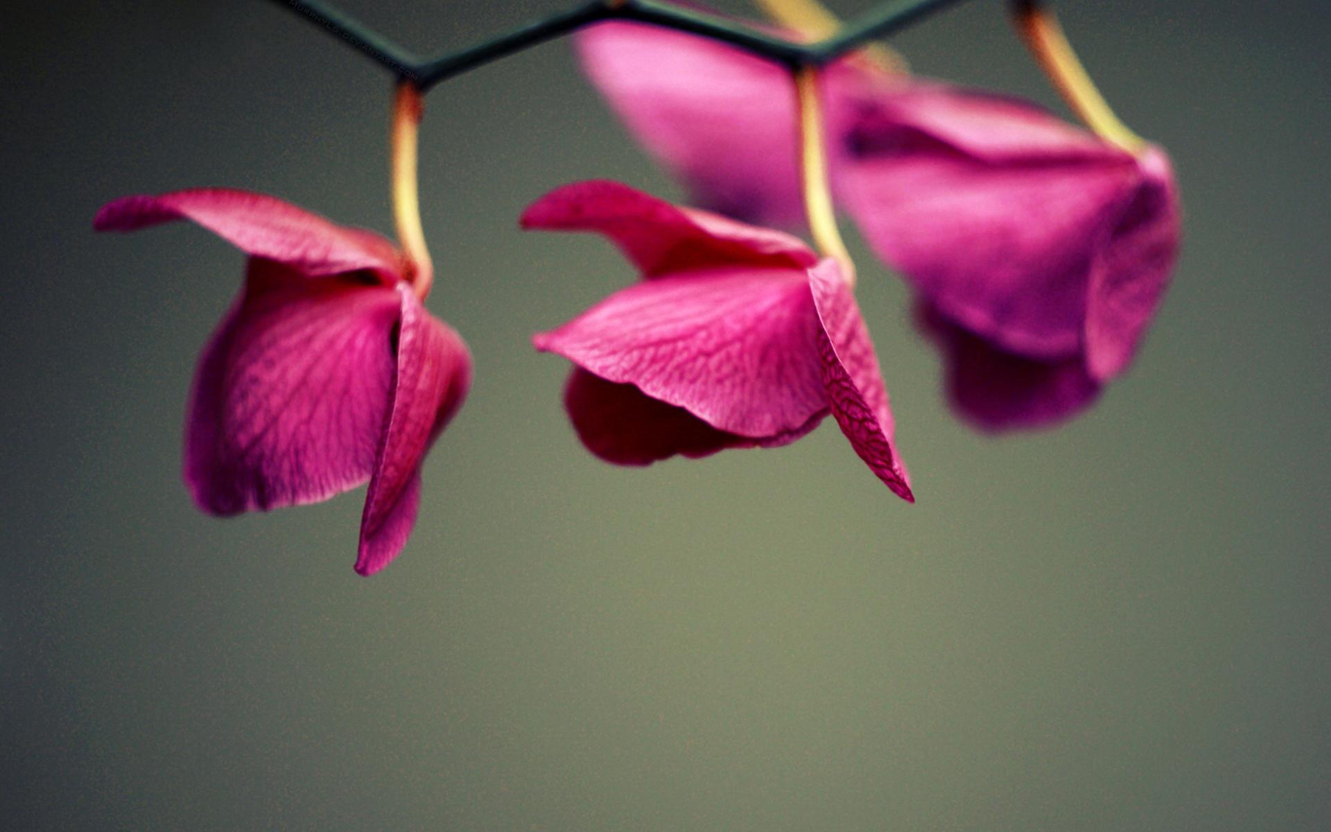 Elegant Floral Wallpapers Top Free Elegant Floral Backgrounds