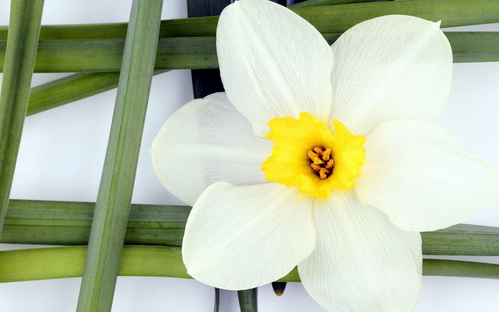1920x1200 White Narcissus Flower Wallpaper IPhone Wallpaper