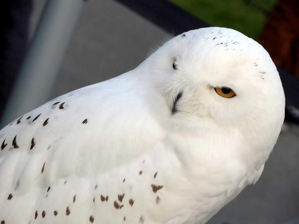 1032x774 Desktop Of Harry Potter Studio Sets Tour Snowy Owl Hedwig By Sceptre