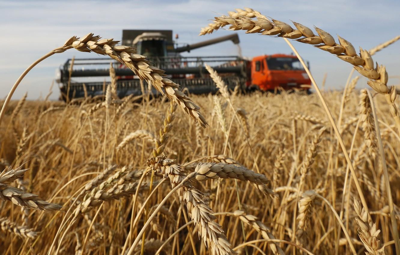 1332x850 Wallpaper wheat, field, harvester, harvesting, village of Solgon, combine harvester image for desktop, section разное