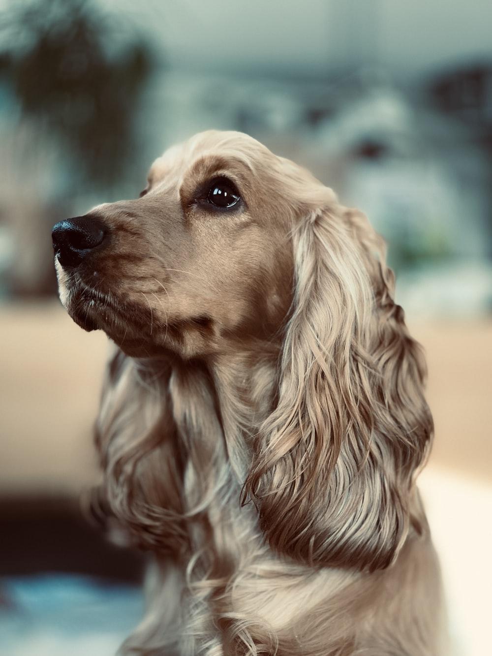 1000x1333 Cocker Spaniel Picture. Download Free Image