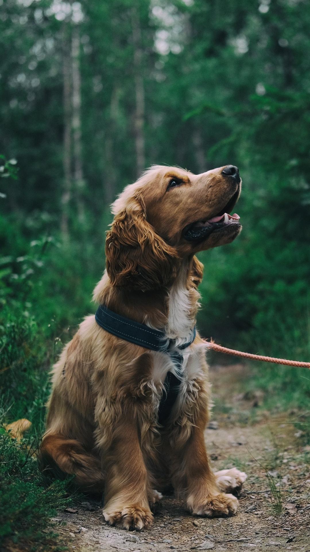 1080x1920 English Cocker Spaniel Puppy 4k iPhone 6s, 6 Plus, Pixel xl , One Plus 3t, 5 HD 4k Wallpaper, Image, Background, Photo and Picture