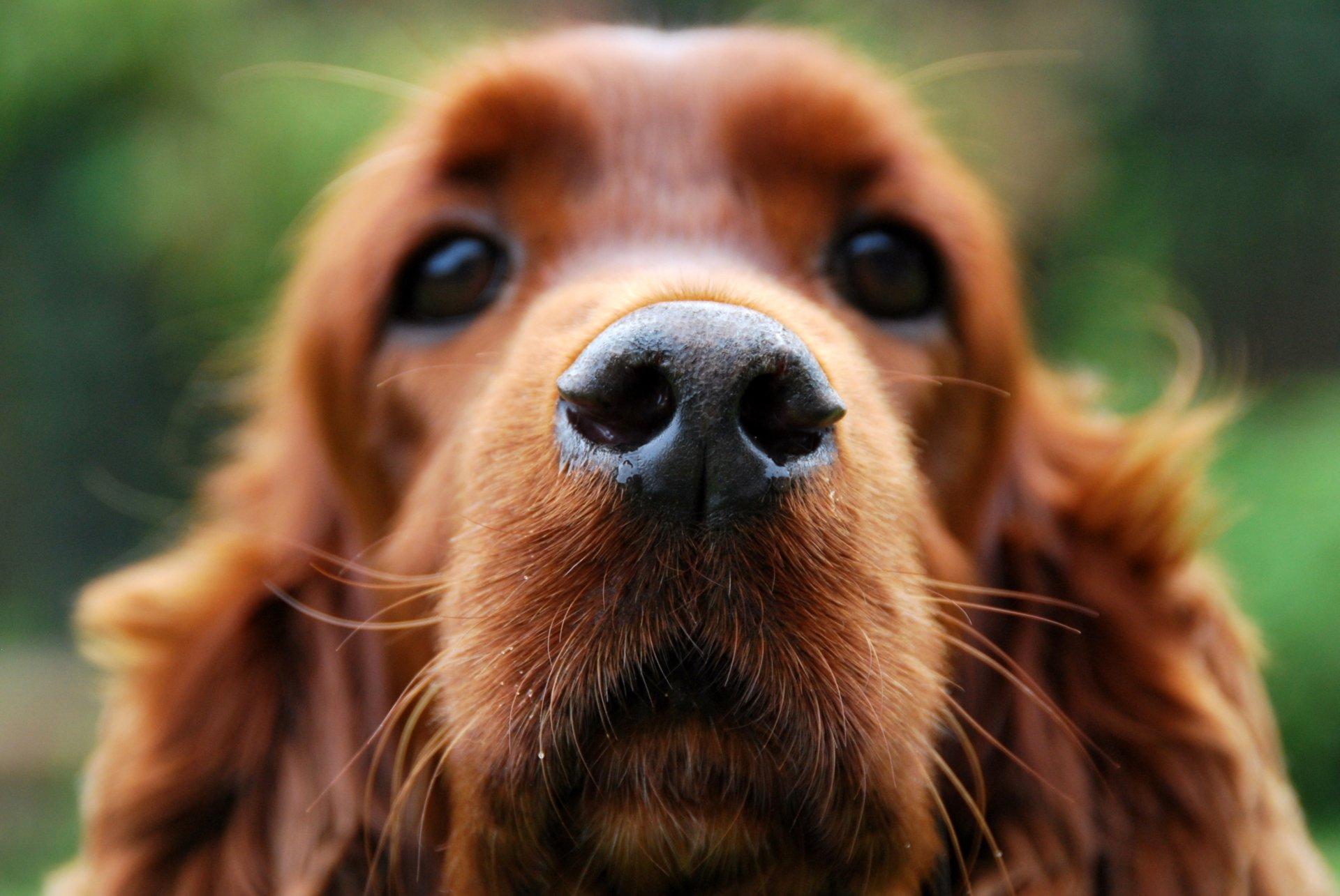 1920x1285 Cocker Spaniel HD Wallpaper and Background Image