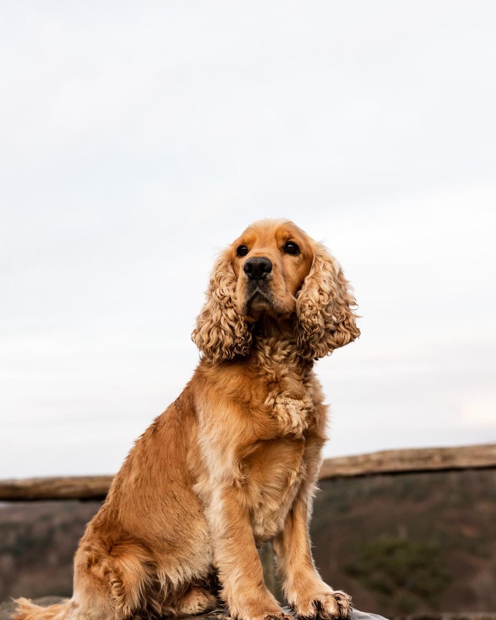1000x1250 Cocker Spaniel Picture. Download Free Image