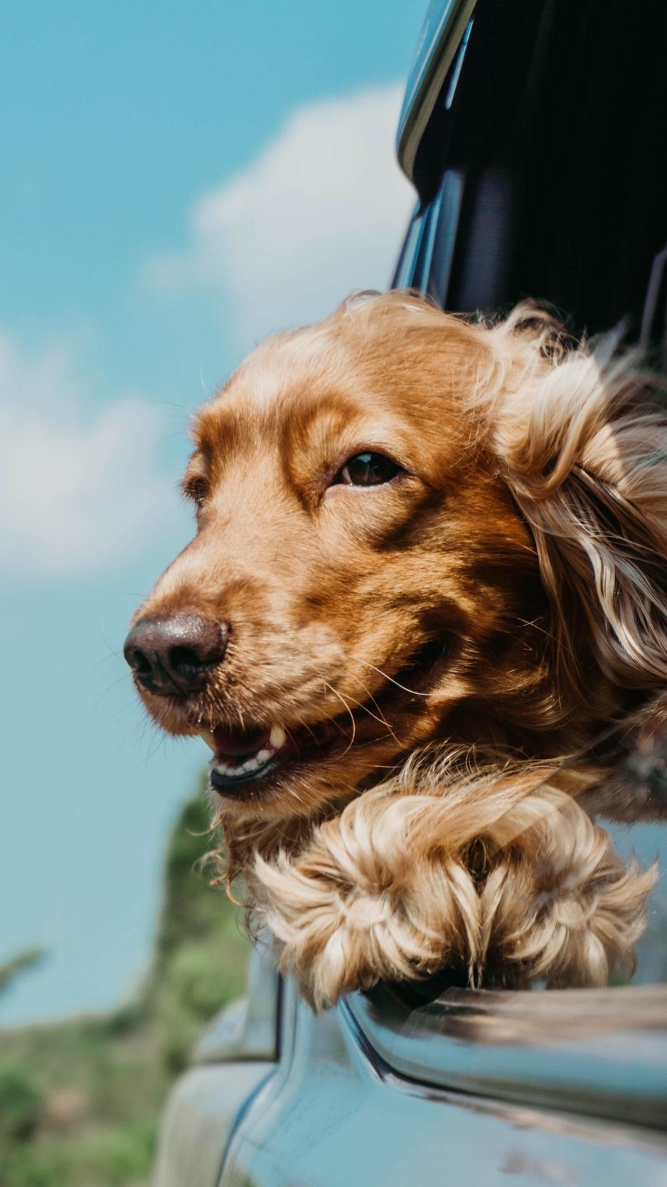938x1668 Wallpaper Cocker Spaniel, Dog, Brown, Pet