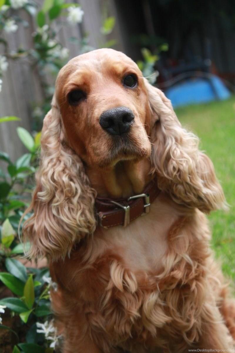 800x1200 Cute English Cocker Spaniel Photo And Wallpaper. Beautiful Cute. Desktop Background