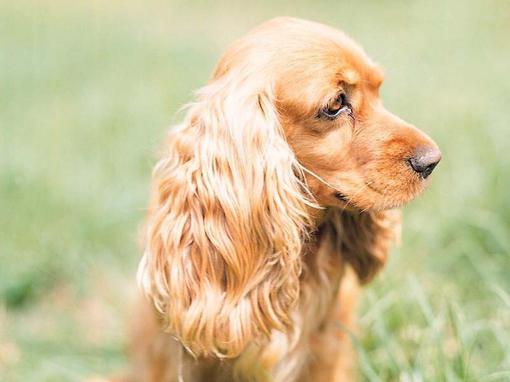 1024x768 Dogs Wallpaper: Cocker Spaniel. Spaniel dog, Cocker spaniel, Cocker spaniel dog