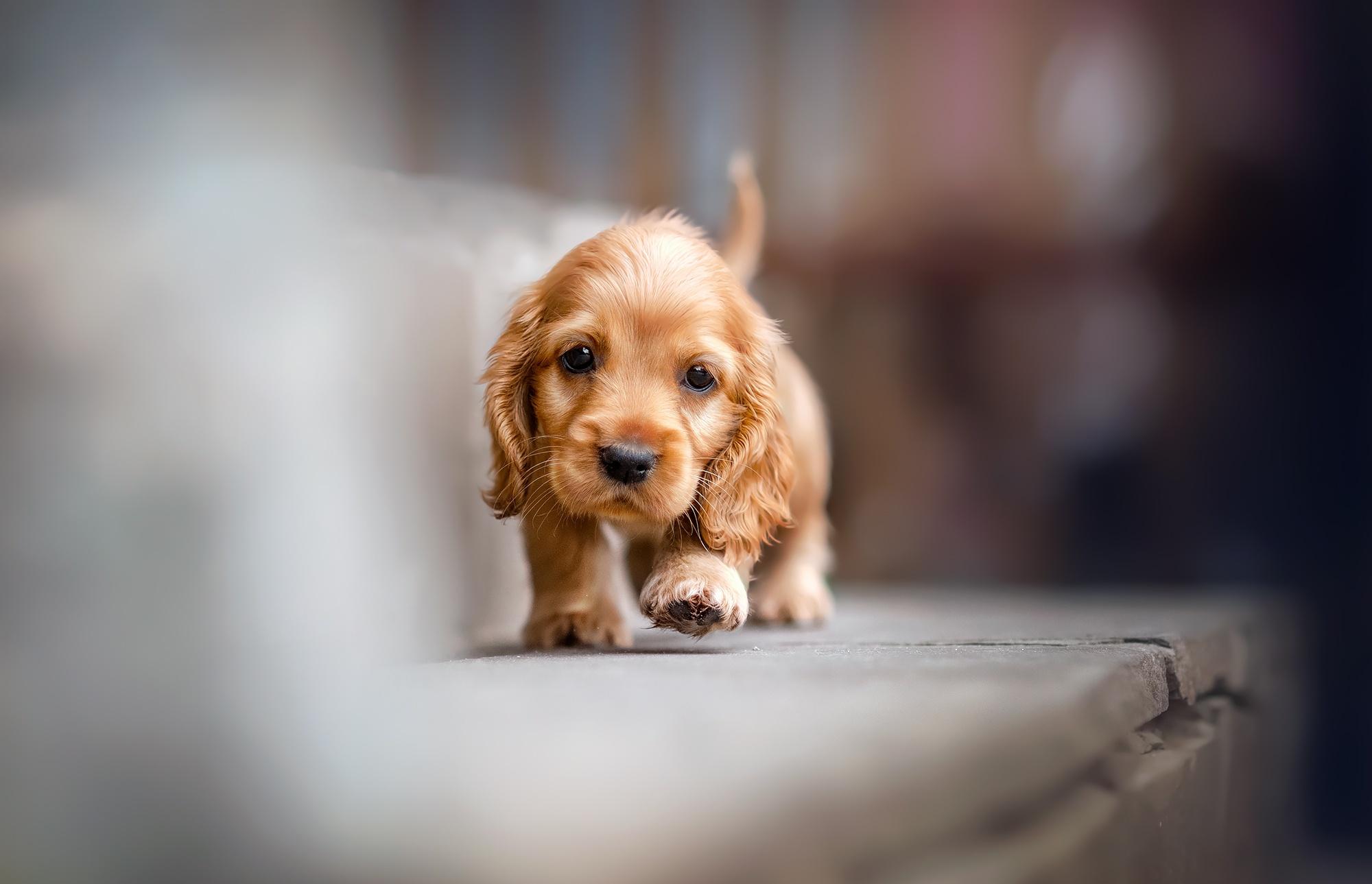 2000x1289 Cocker Spaniel HD Wallpaper