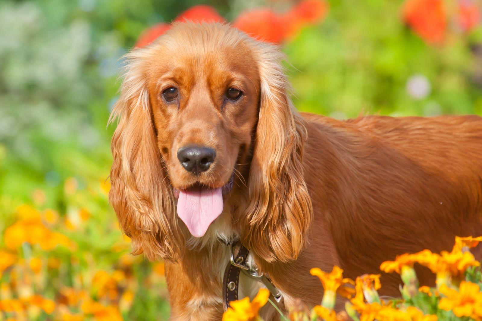 1600x1066 English Cocker Spaniel. Dog Breed Gallery
