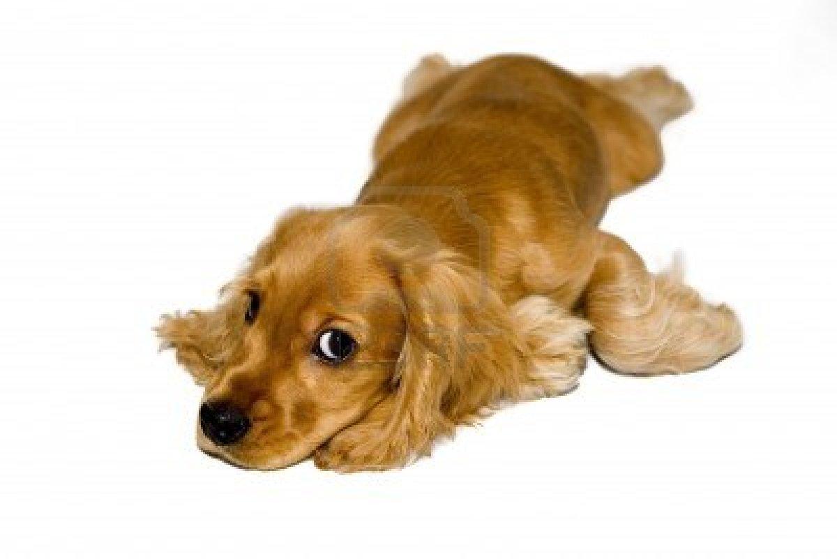 1200x801 Free download English Cocker Spaniel Wallpaper HD Download [1200x801] for your Desktop, Mobile & Tablet. Explore Cocker Spaniel Wallpaper. Free Black Cocker Spaniel Wallpaper, Cocker Spaniel Wallpaper Background
