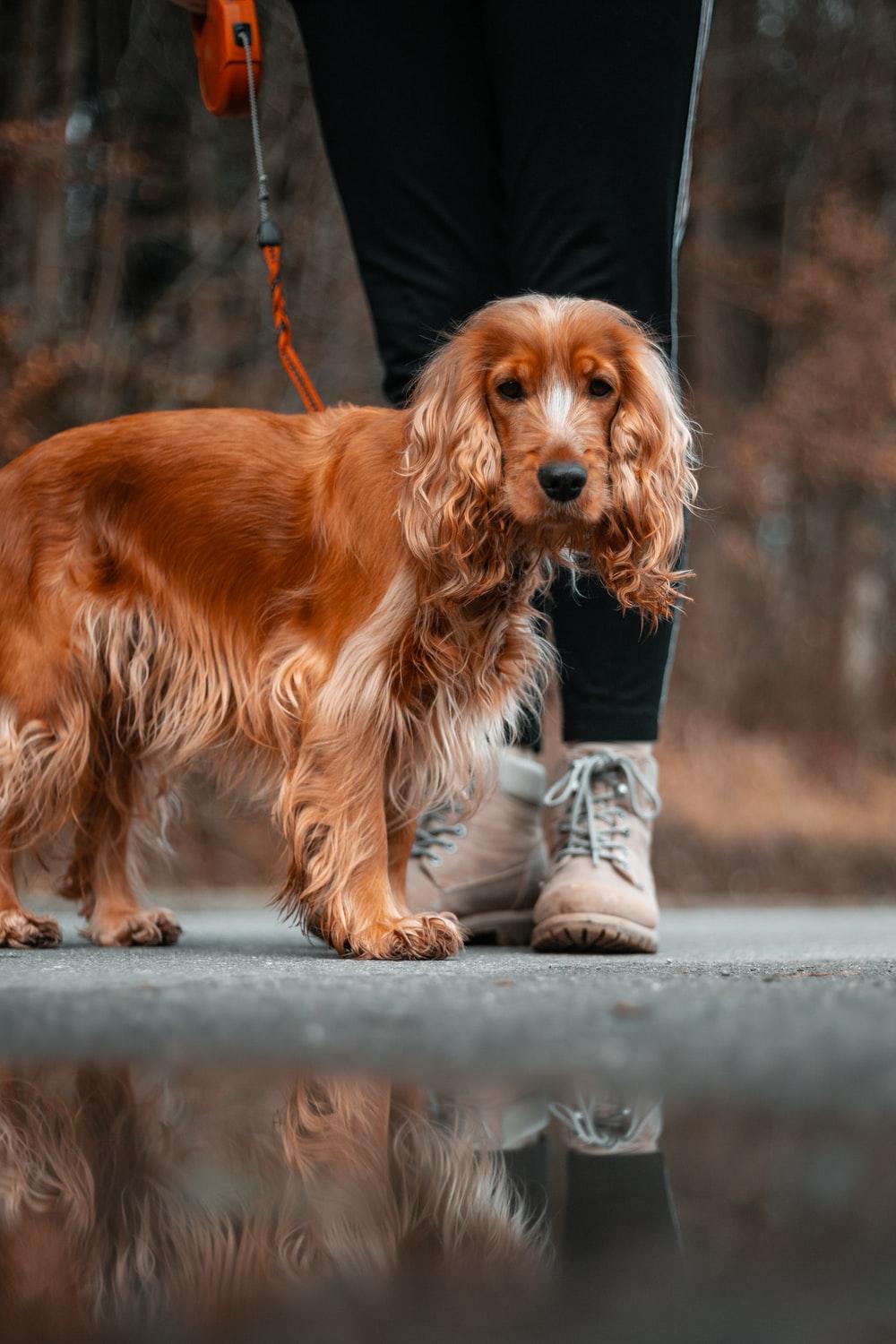 1000x1500 Cocker Spaniel Picture. Download Free Image
