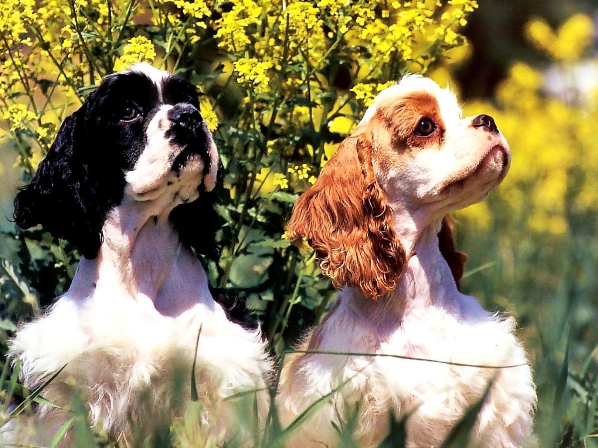 1200x900 Dogs, Cocker Spaniel, English Cocker Spaniel image. Free TOP image