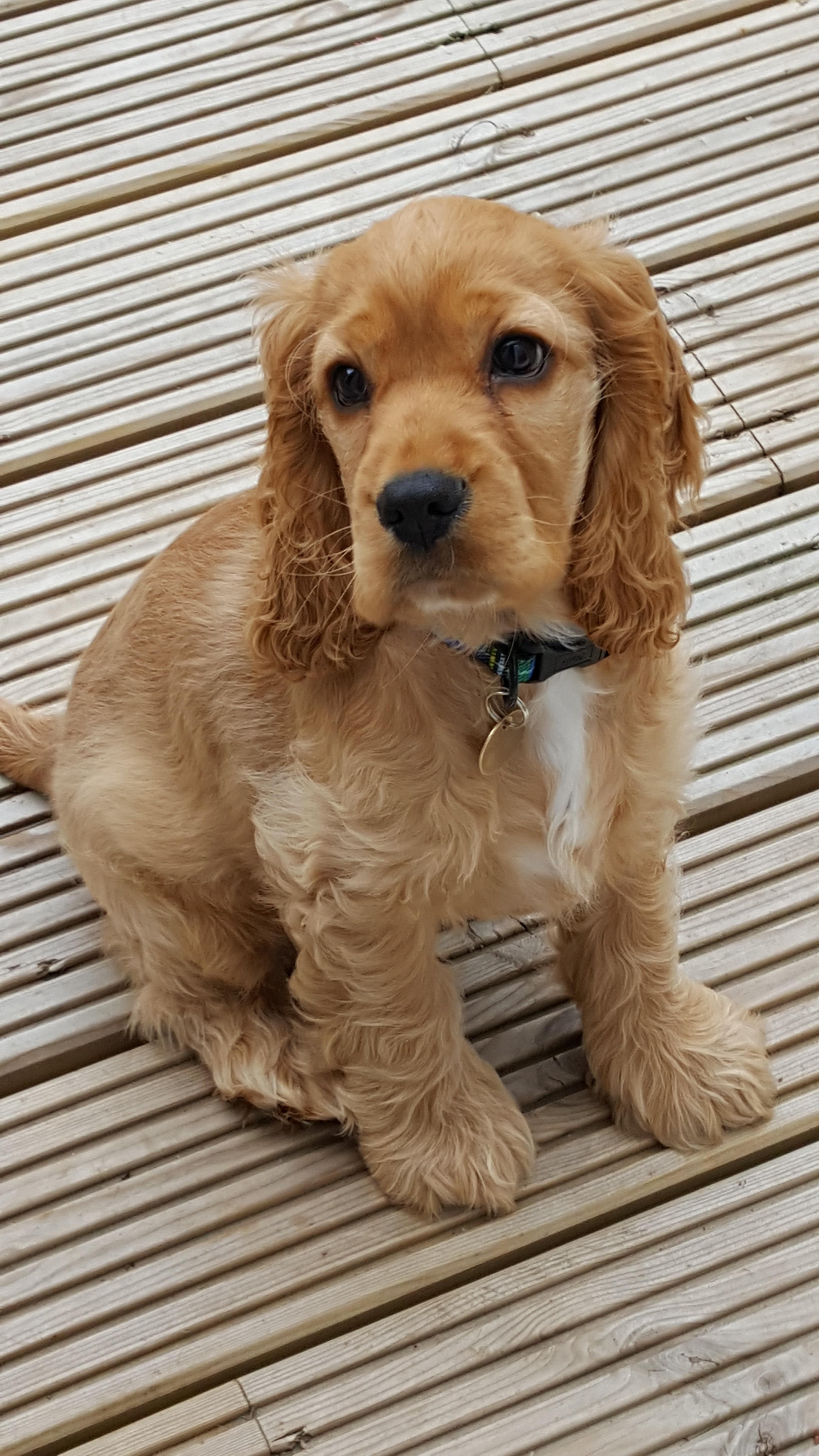 2988x5312 Tan Cocker Spaniel Puppy
