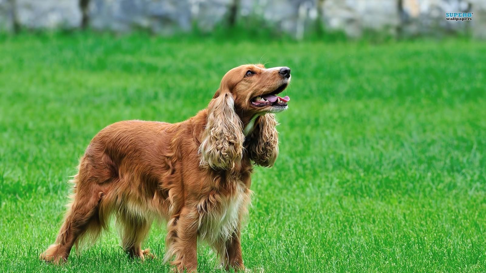 1600x900 English Cocker Spaniel