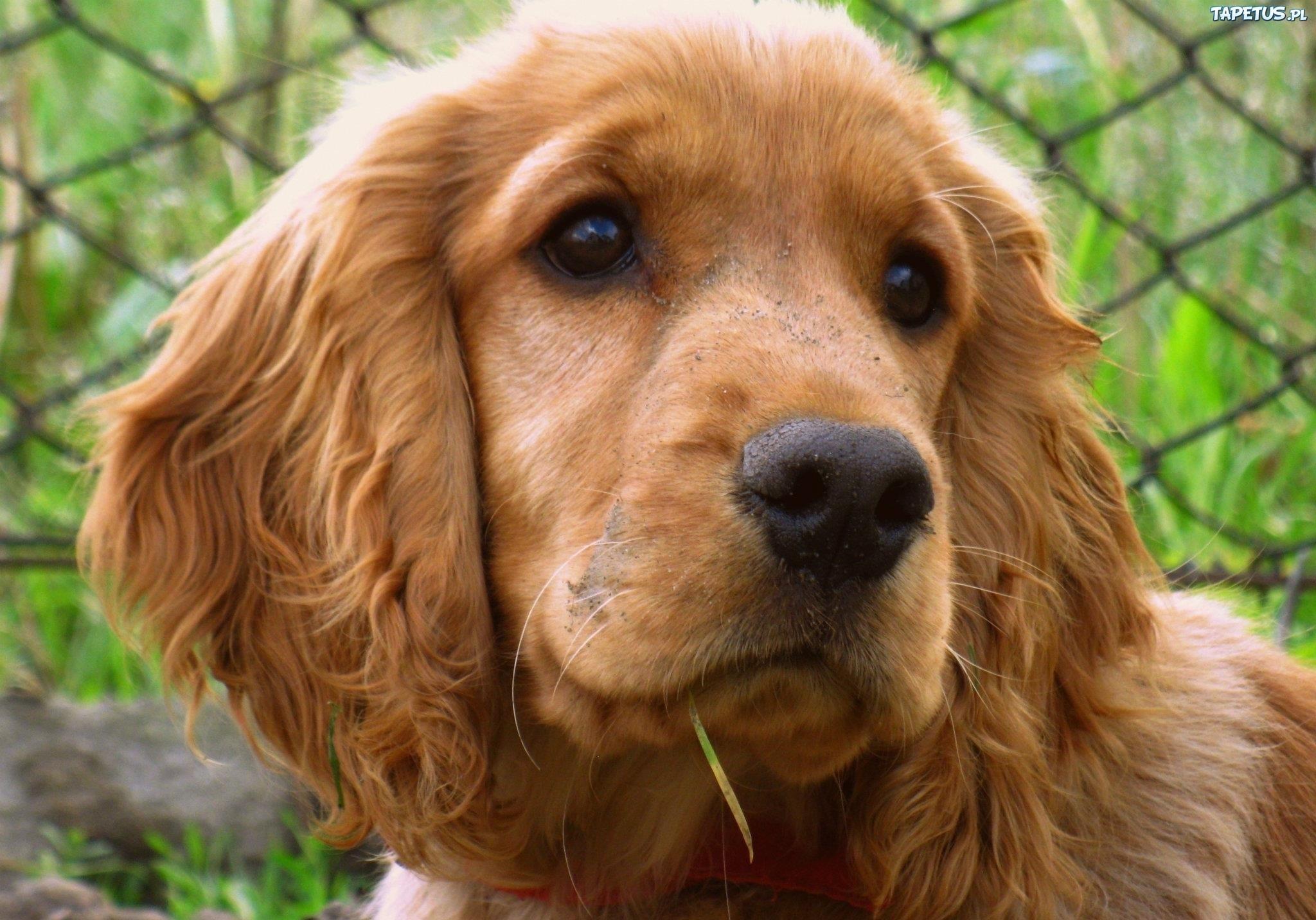 2048x1432 Baby Cocker Spaniels Wallpaper