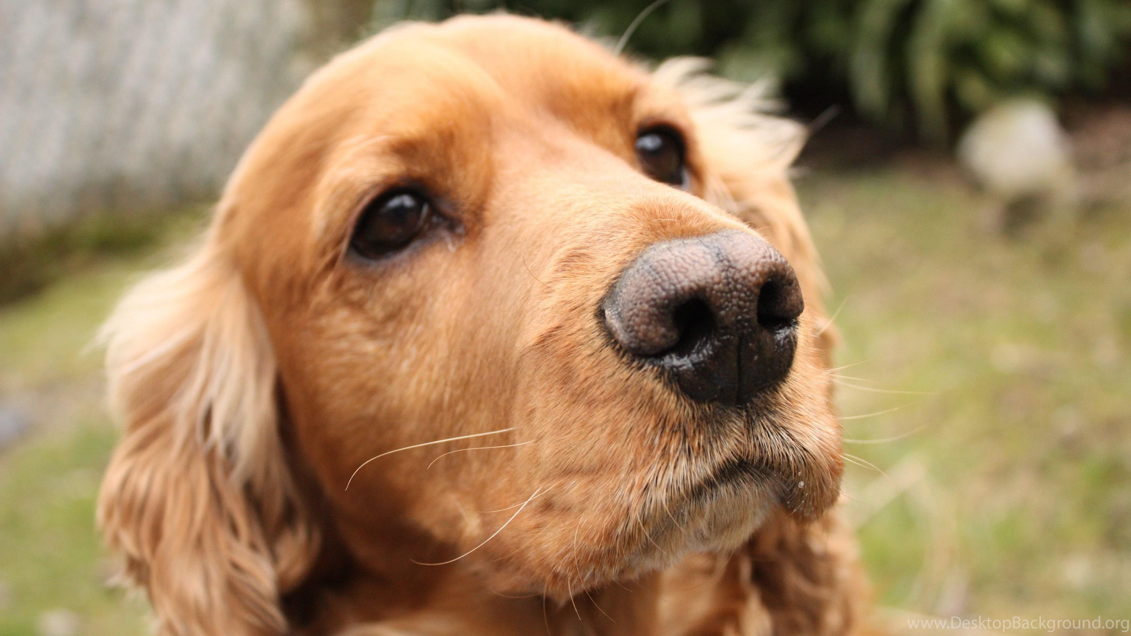 3840x2160 Sad English Cocker Spaniel Wallpaper And Image Wallpaper. Desktop Background