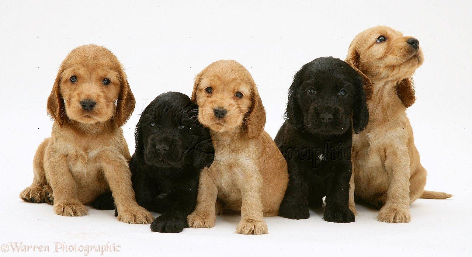 1552x845 Cocker Spaniel HD Wallpaper, HD Cocker Spaniel Background on WallpaperBat