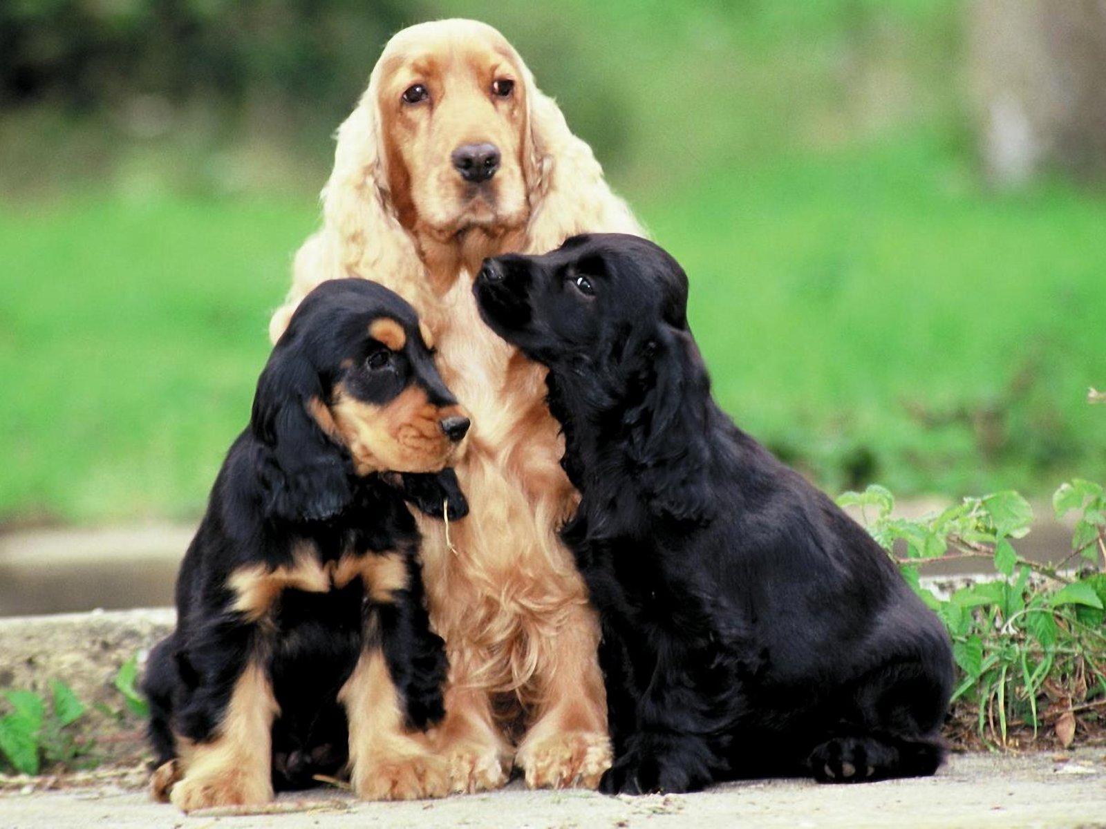 1600x1200 American Cocker Spaniel HD