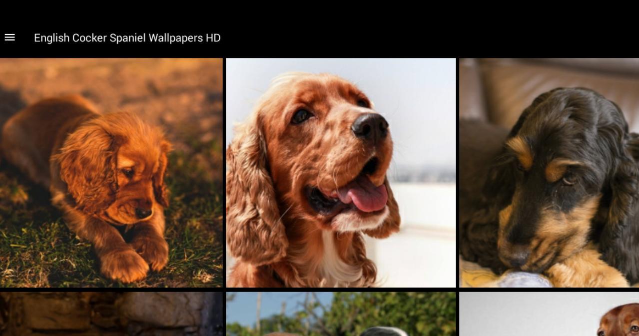 1279x673 English Cocker Spaniel Wallpaper HD for Android