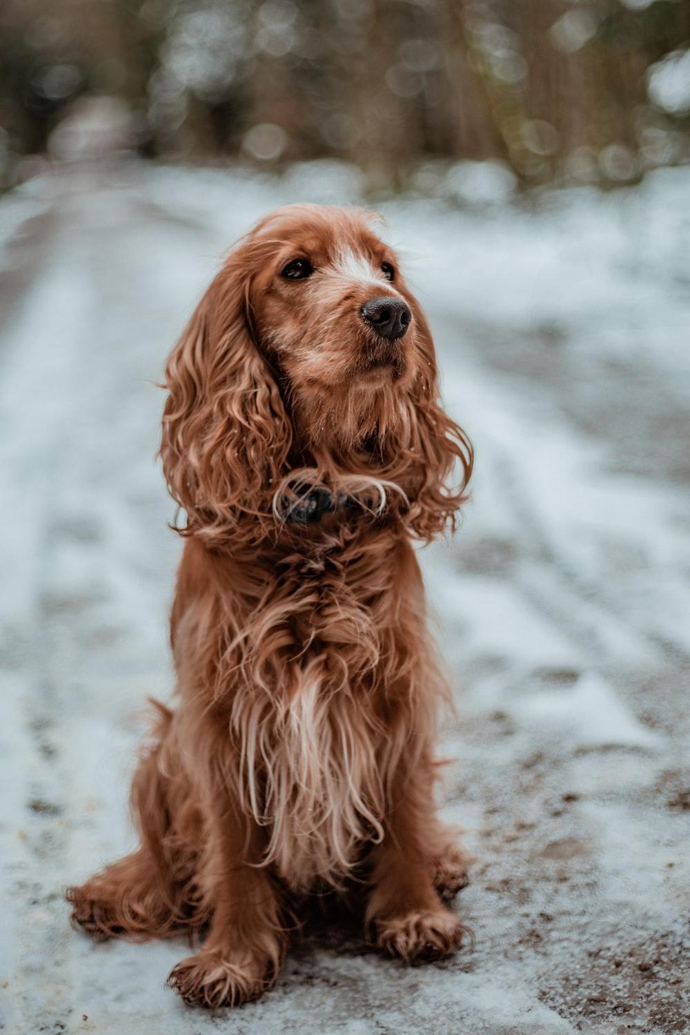 1000x1500 Cocker Spaniel Picture. Download Free Image