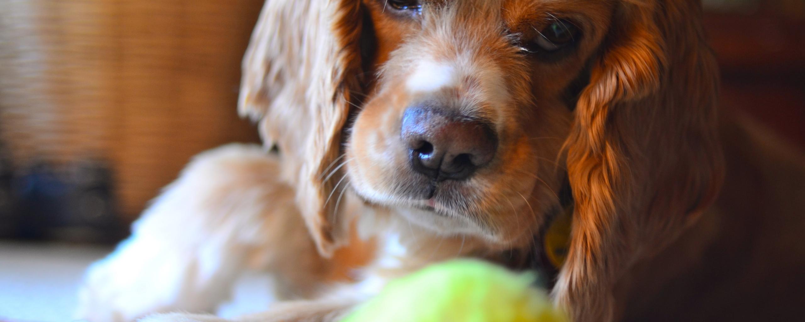 2560x1024 Desktop Wallpaper English Cocker Spaniel Dog, HD Image, Picture, Background, 61ztry