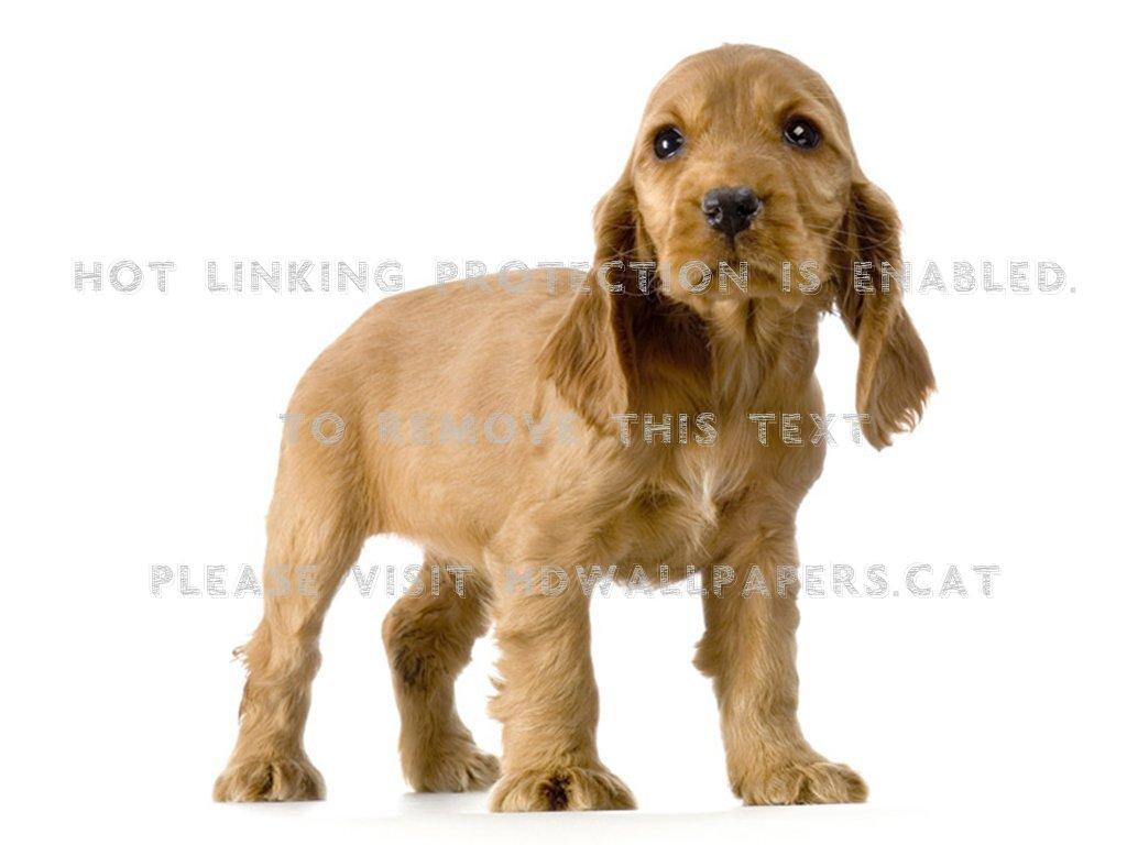 1024x768 cute english cocker spaniel puppy white dog