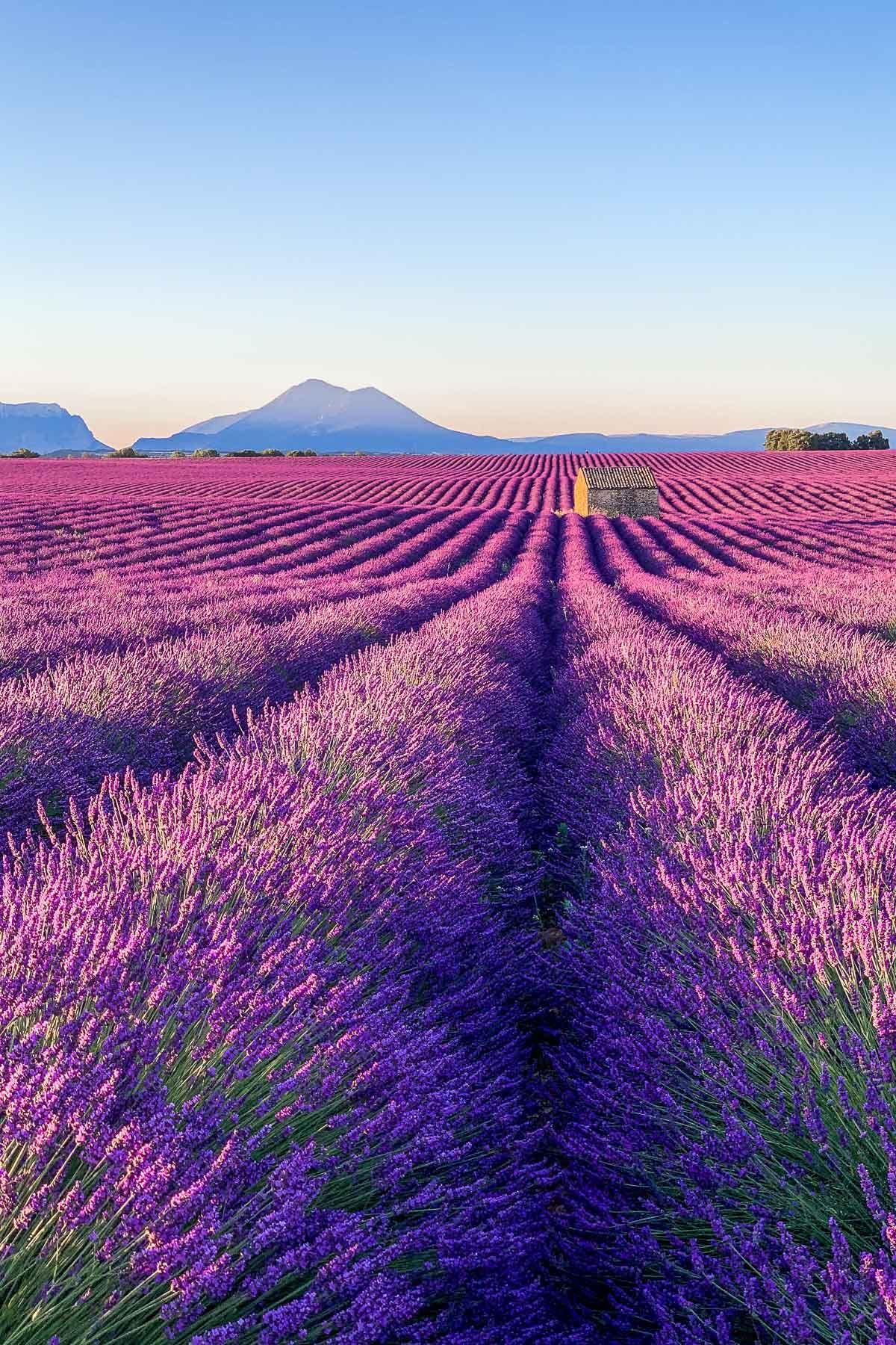 Lavender France Wallpapers - Top Free Lavender France Backgrounds ...