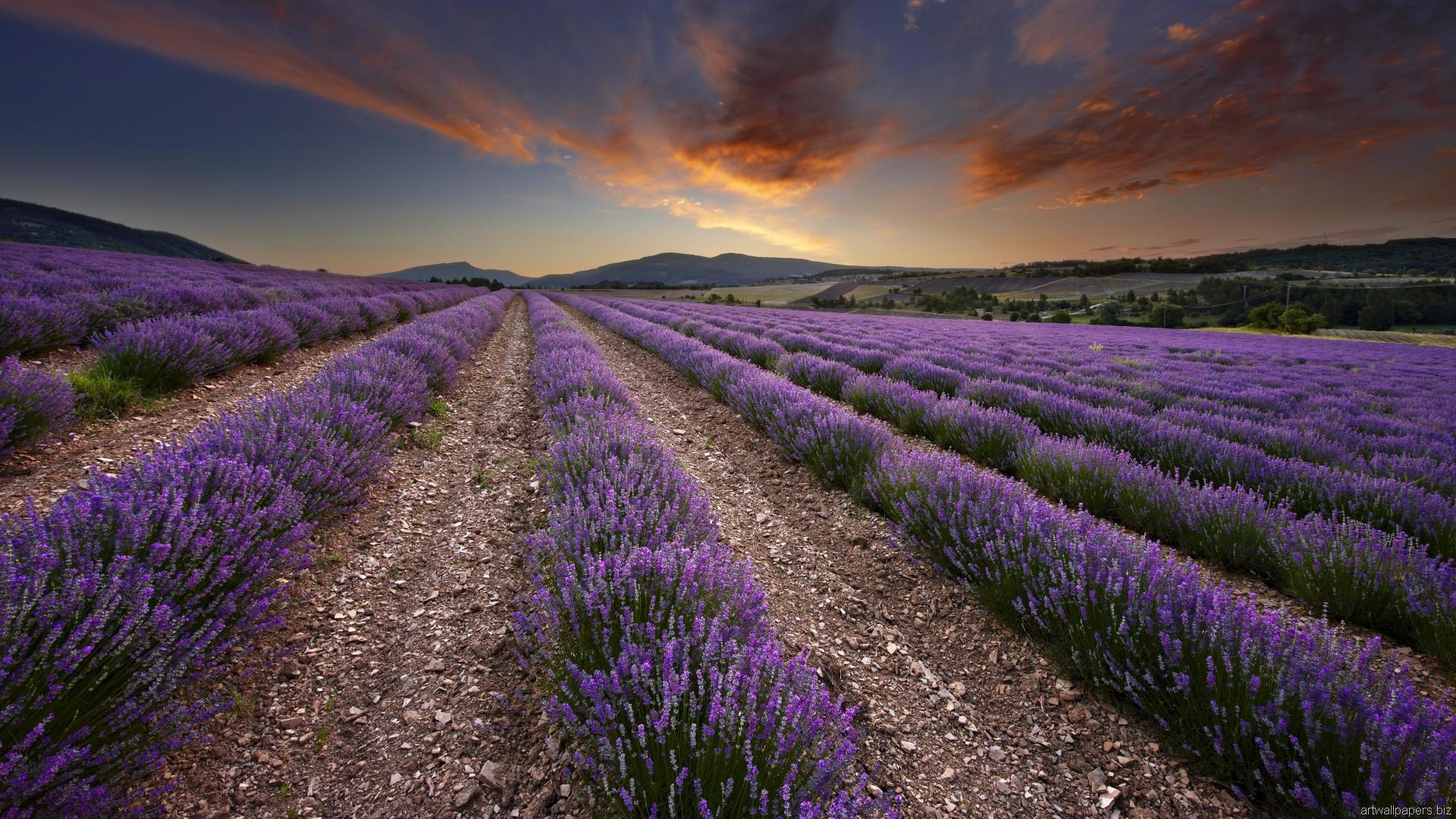 1920x1080 Lavender Fields In Provence France Pics HD Wallpaper