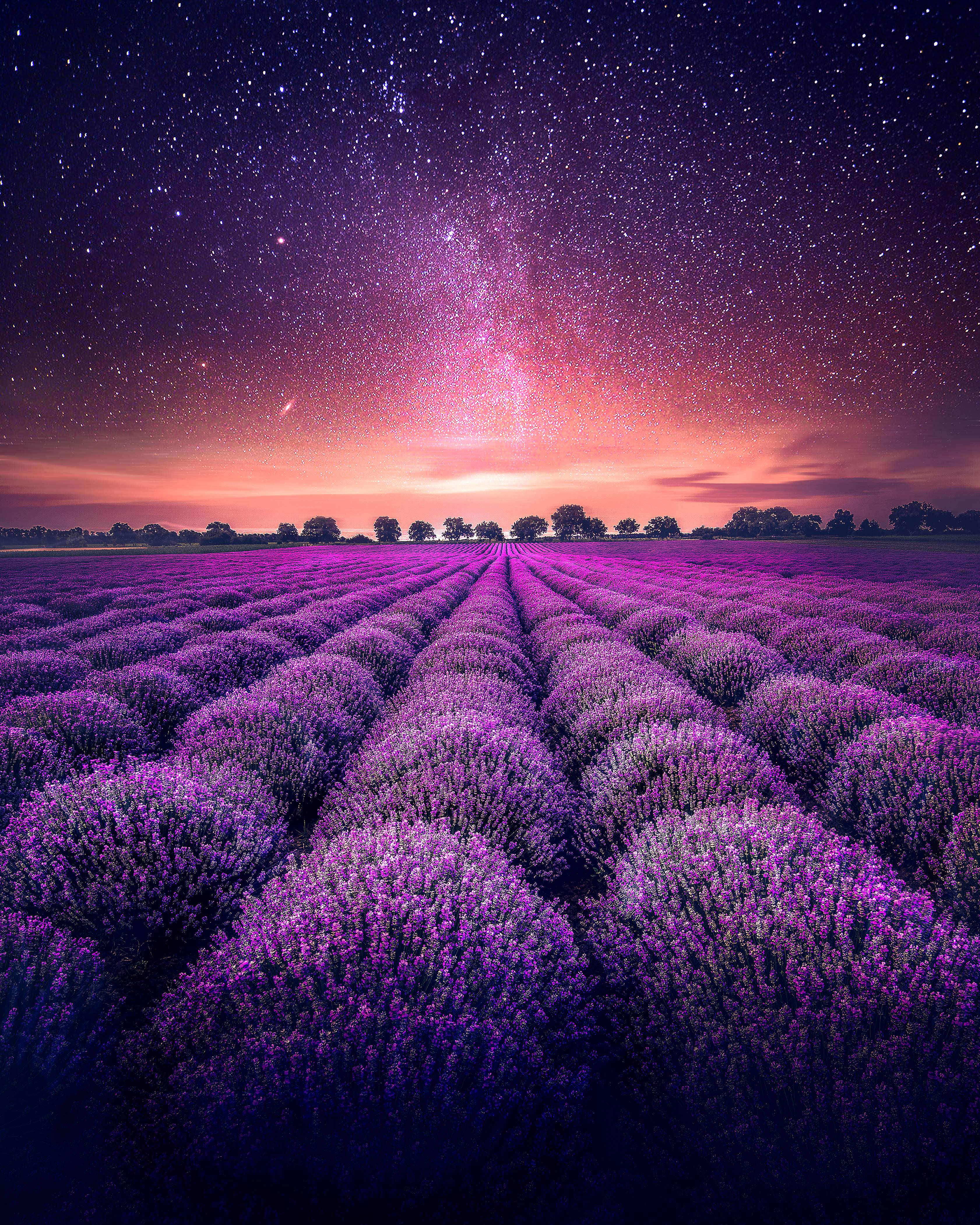3363x4204 Lavender farm Wallpaper 4K, Lavender fields, Sunset, Starry sky, Dawn, Nature