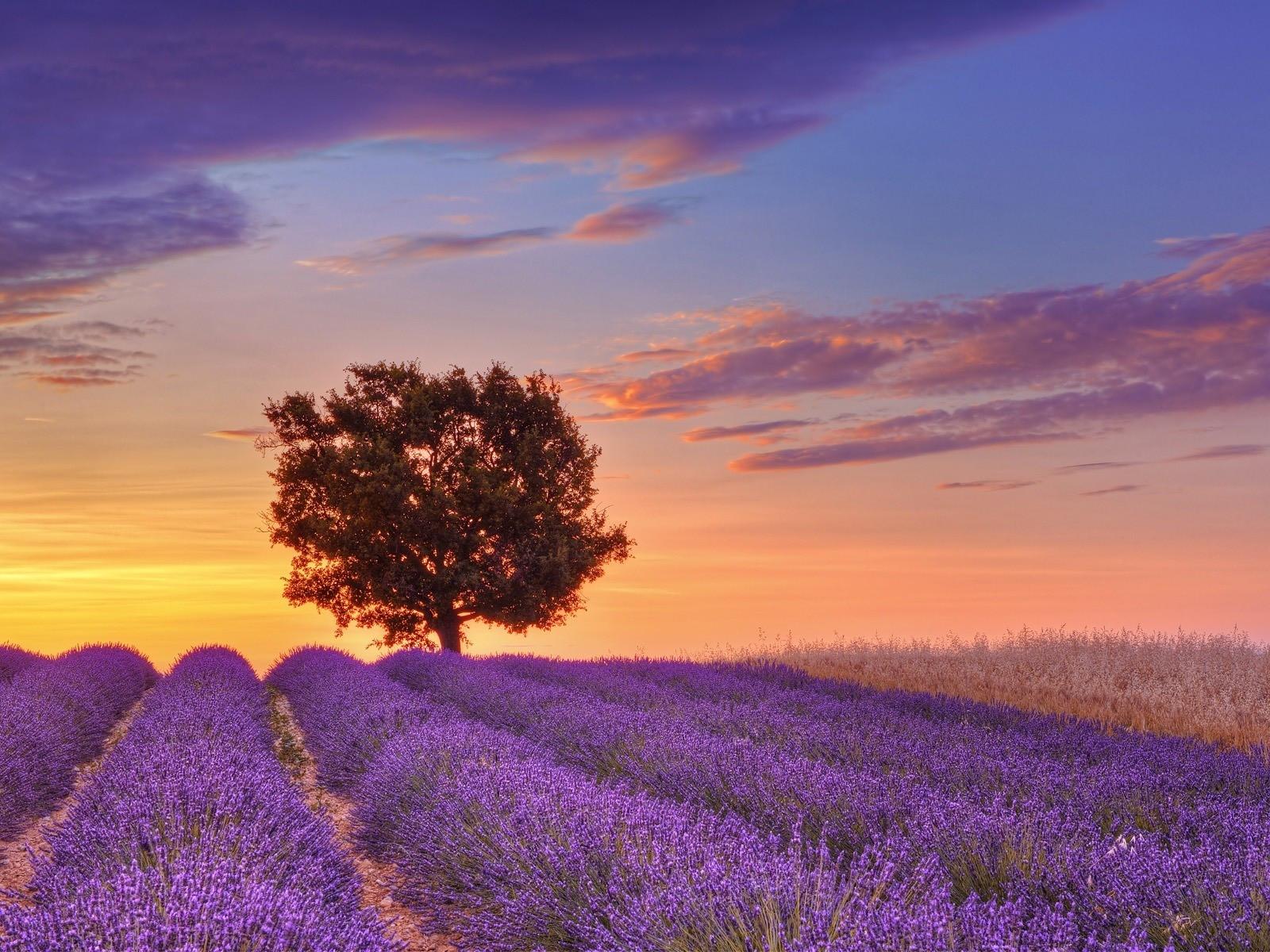 1600x1200 Download Wallpaper, Download landscapes nature france english lavender provence lone tree 1600x1200 wallpaper People HD Wallpaper, Hi Res People Wallpaper, High Definition Wallpaper