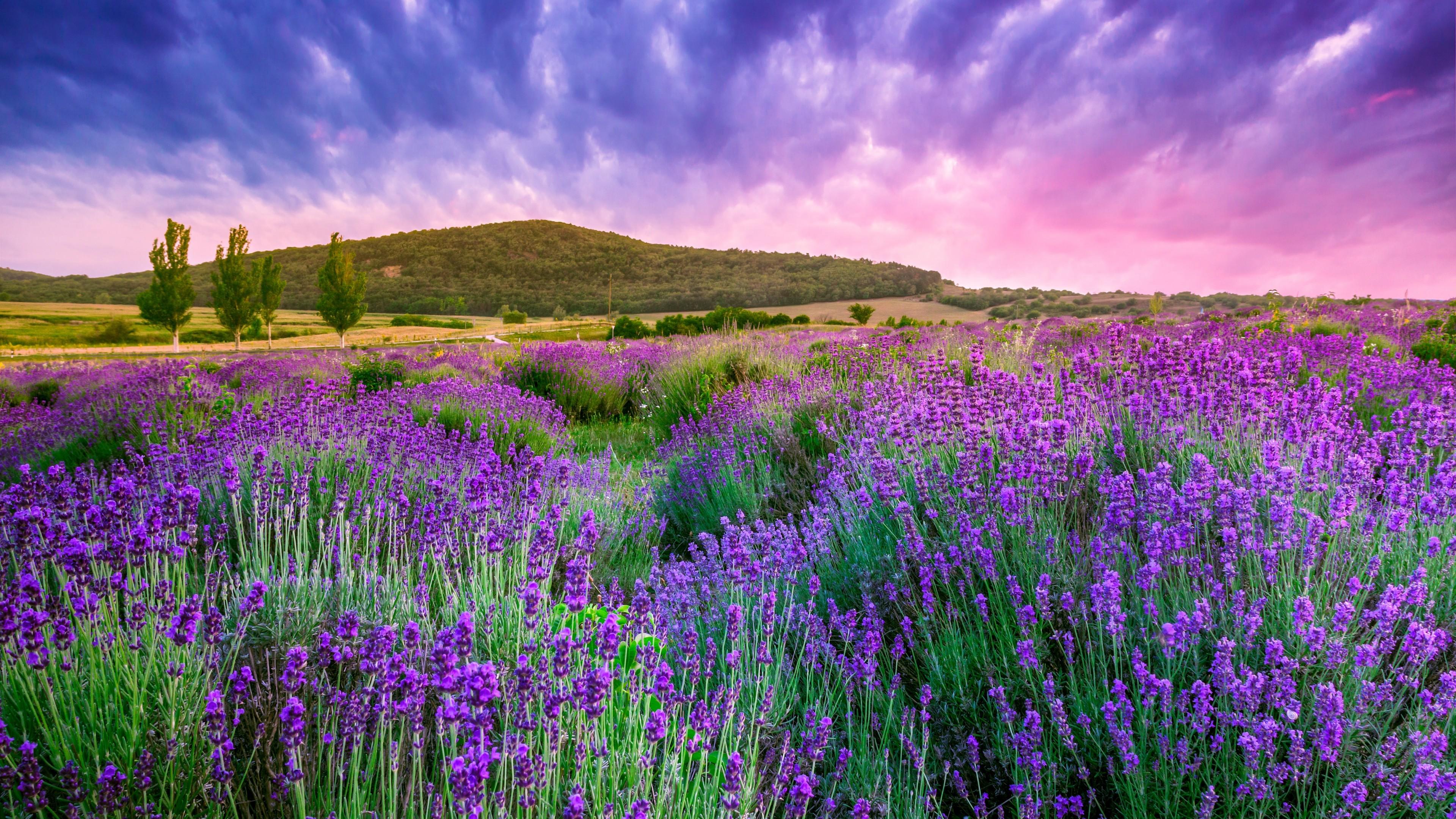 3840x2160 Wallpaper lavender, field, sky, mountain, Provence, France, Europe, 4k, Travel