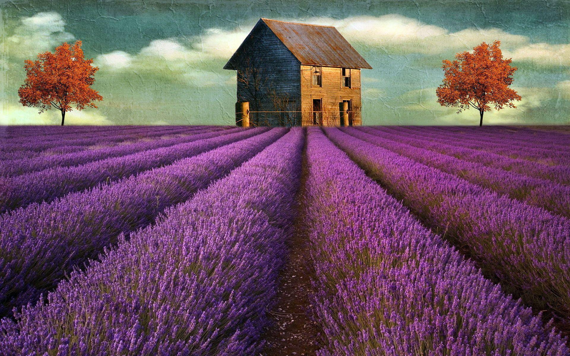 1920x1200 Beautiful Lavender Field Wallpaper