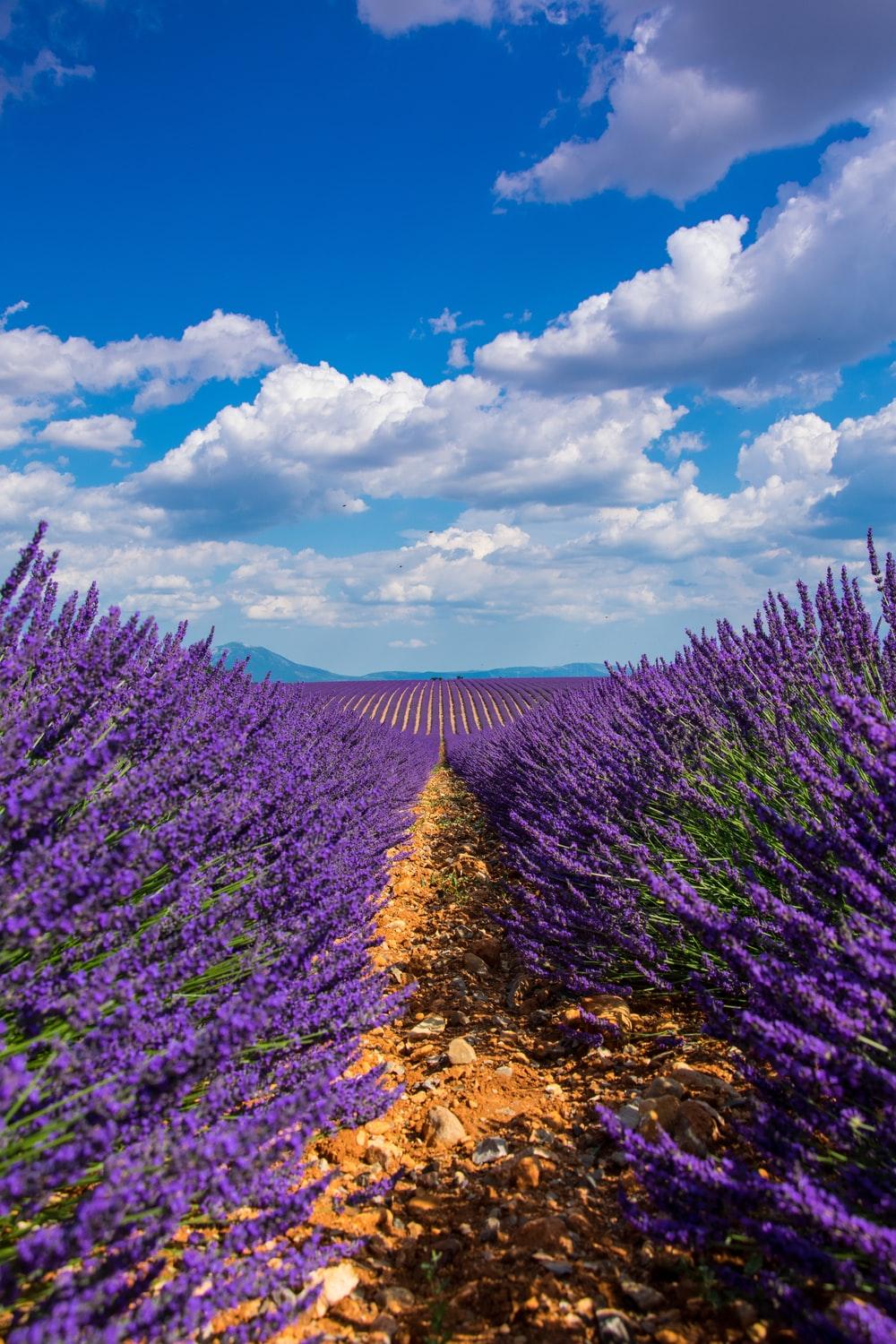 1000x1500 Lavender Fields Picture. Download Free Image