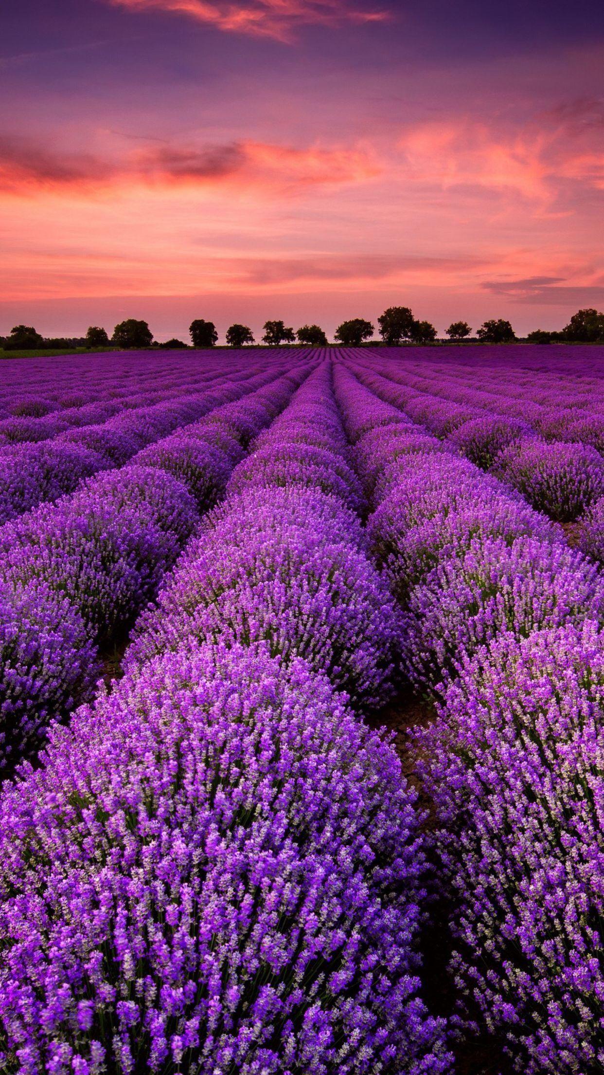 Lavender France Wallpapers - Top Free Lavender France Backgrounds ...