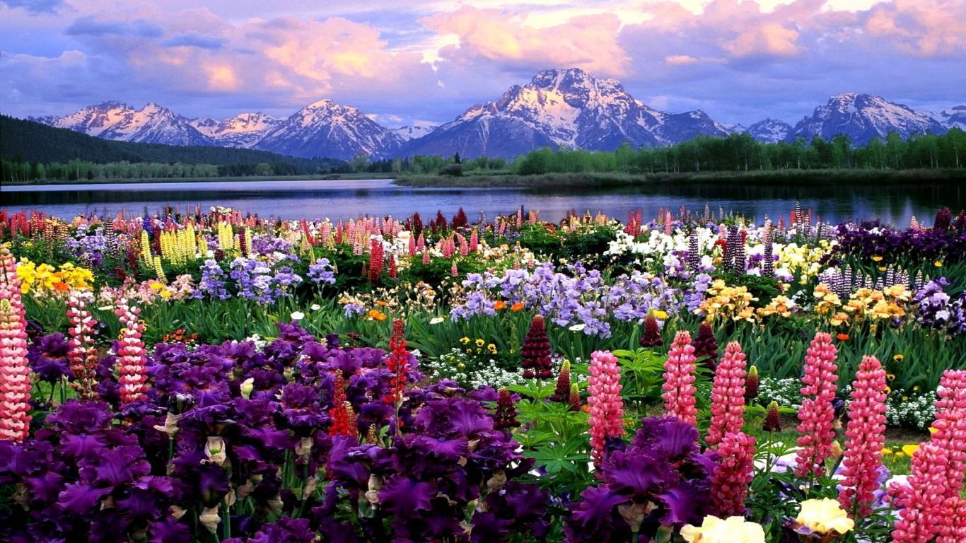 1366x768 Provence Wallpaper
