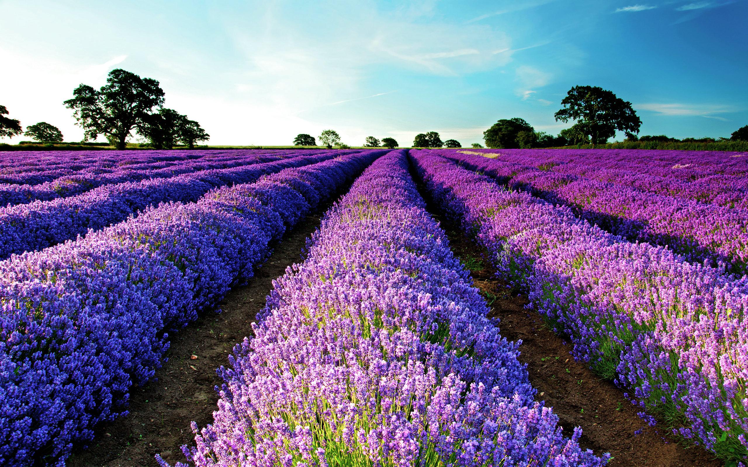 2560x1600 Lavender Wallpaper HD Wallpaper