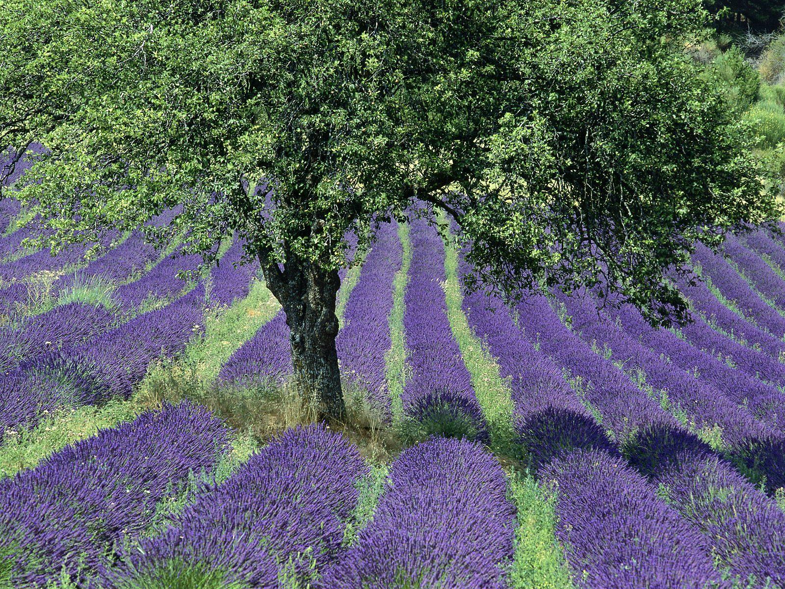 1600x1200 Free download HQ Lavender Field Provence France Wallpaper HQ Wallpaper [1600x1200] for your Desktop, Mobile & Tablet. Explore Lavender Fields Desktop Wallpaper. Lavender Wallpaper Download, Lavender Wallpaper HD