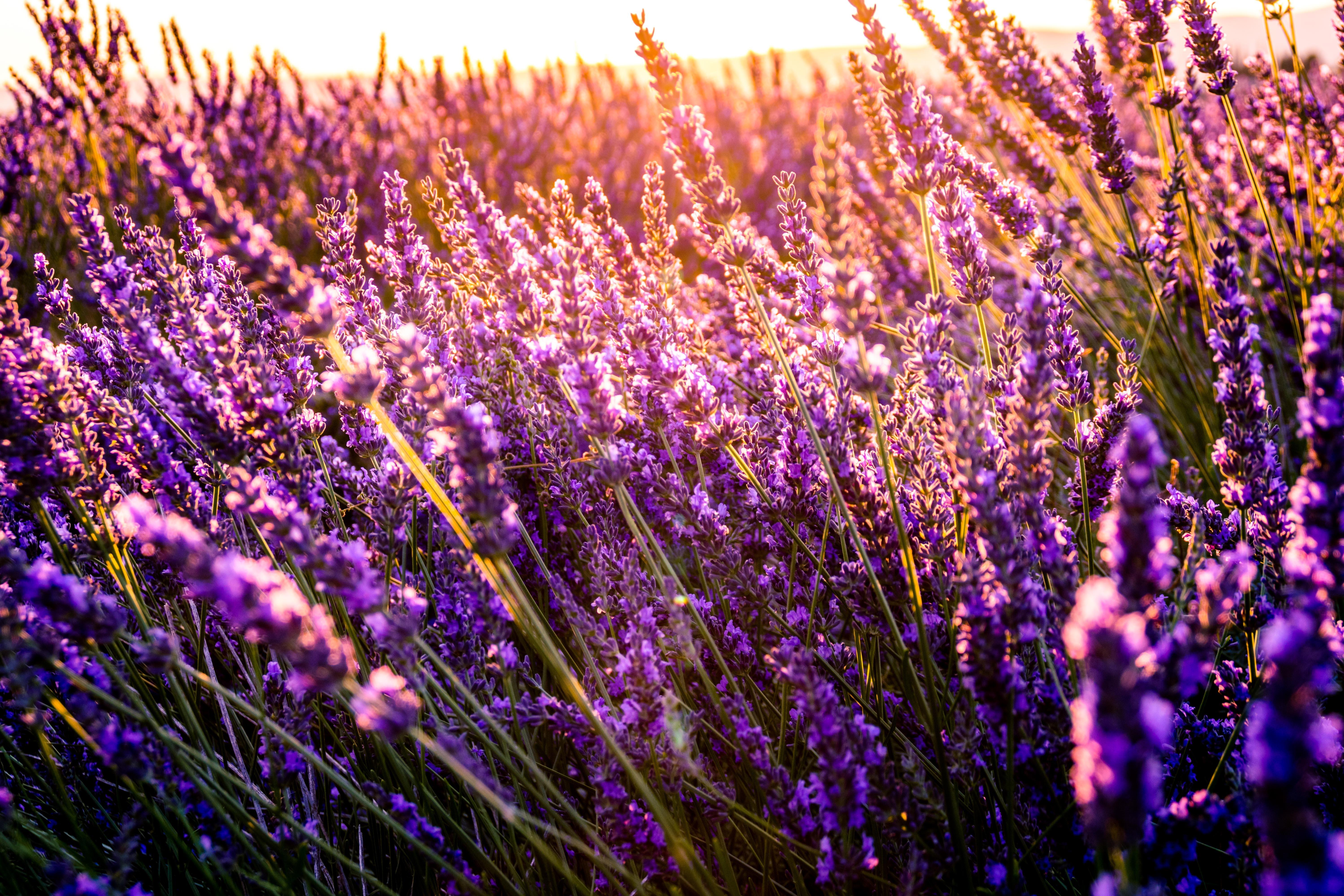 6000x4000 #France, #Lavender field, #tree, k, #Meadows, #lavender, #sky, # Provence, #HD wallpaper. Mocah HD Wallpaper