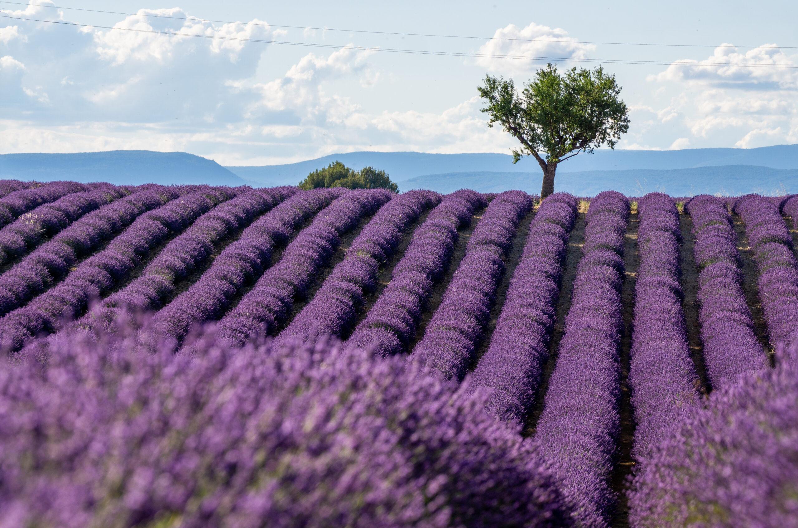 2560x1693 Best Lavender Fields of Provence, France Guide!