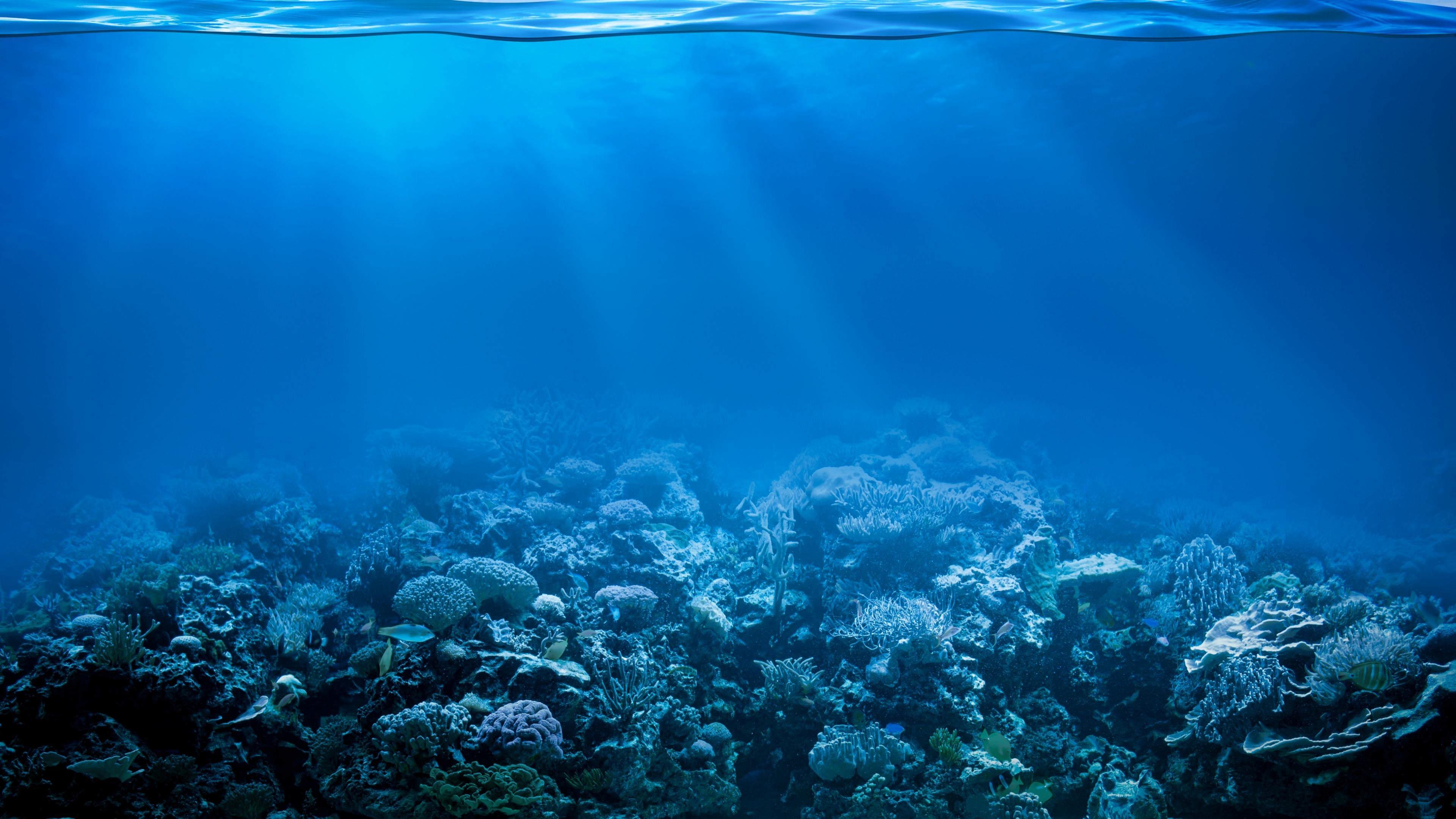 52 Best Free Coral Reef Uhd 4k Wallpapers Wallpaperac - vrogue.co