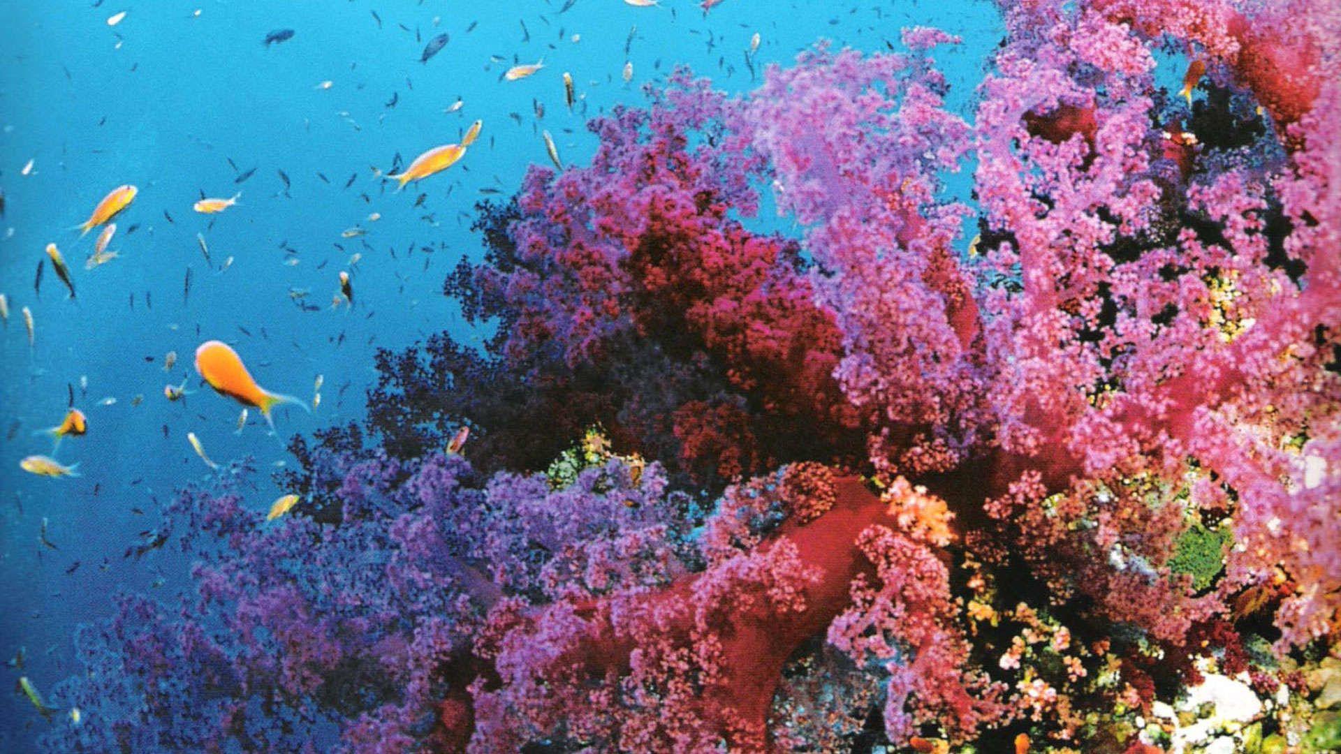 Tropical Coral Reef 4K Wallpapers - Top Free Tropical Coral Reef 4K