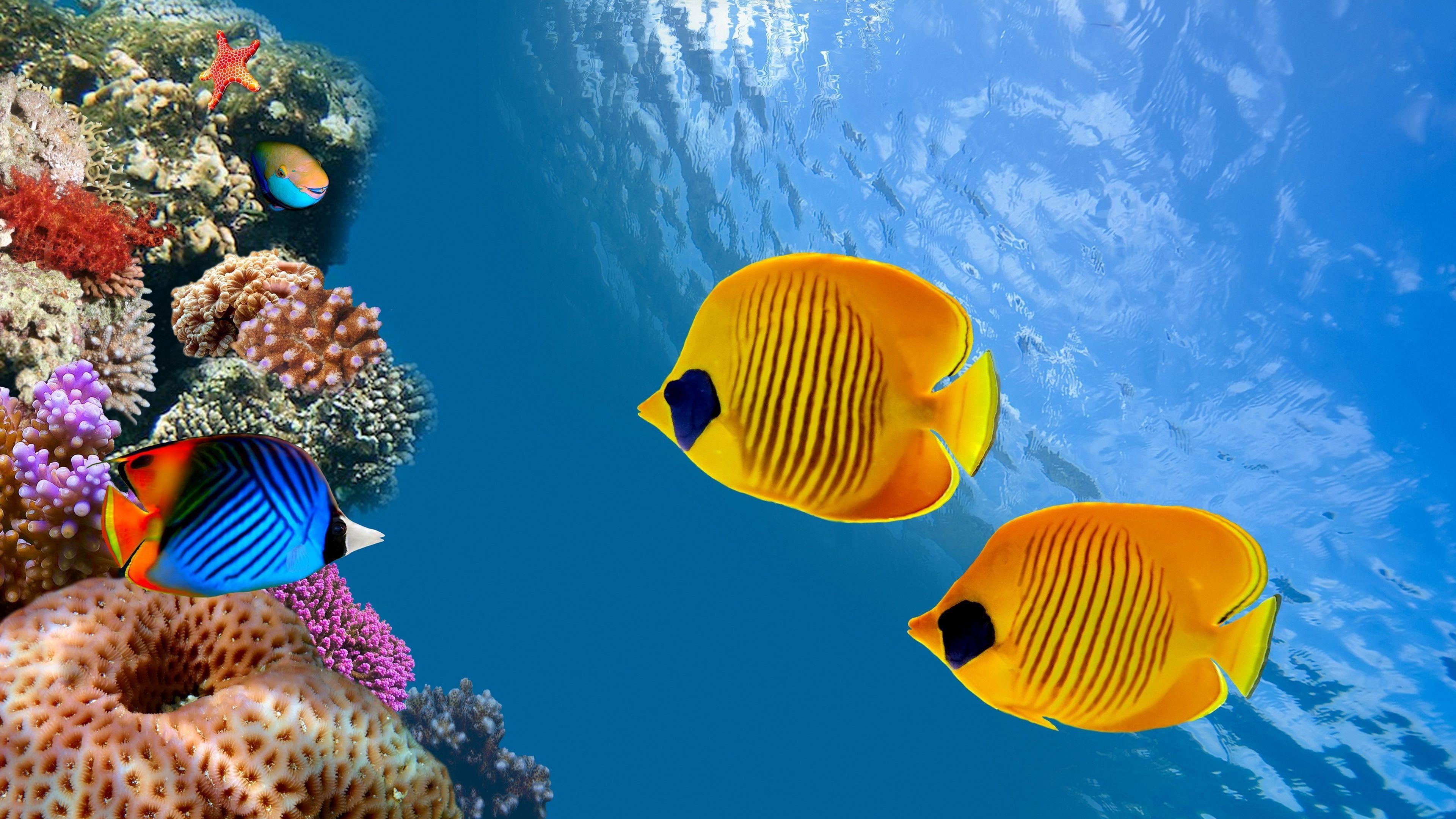 570960 1920x1080 aquarium wallpaper pack 1080p hd JPG 362 kB  Rare Gallery  HD Wallpapers