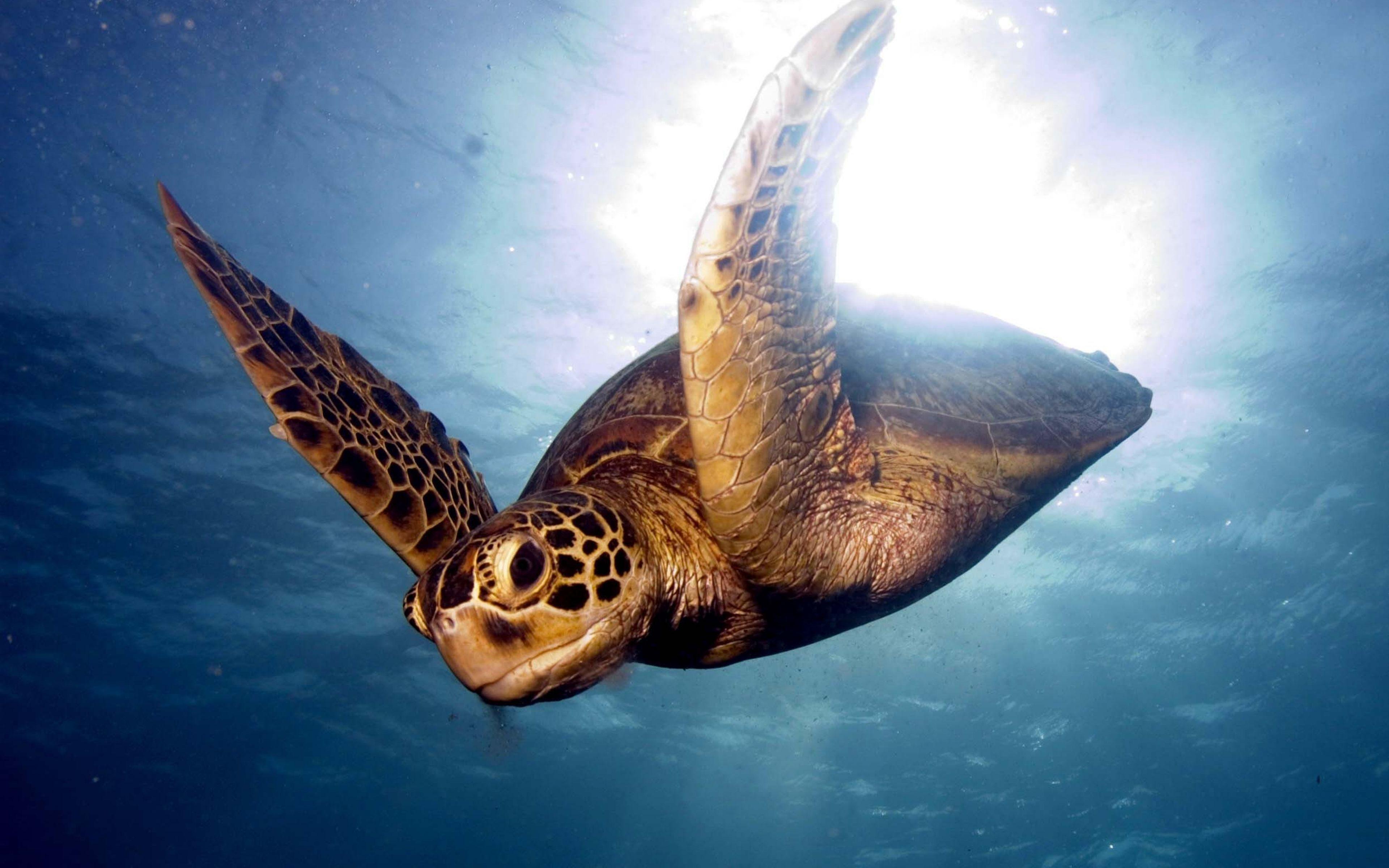 3840x2400 Free Sea Turtle Wallpaper Background